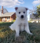 Prod�m �t��ata pomskies (k��enec sibi�sk�ho huskyho a pomeransk�ho).