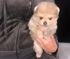 Pomeranian �t��ata k adopci.
