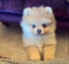 Pomeranian �t��ata k adopci.