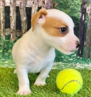 prod�m �t��ata jack russell.