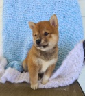 N�dhern� �t��ata Shiba inu