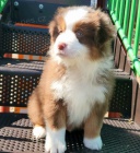 Prod�m �t��ata australsk�ho ov��ka