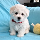 Prod�m zdrav� �t��ata Bichon frize.