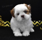 Prod�m kr�sn� �t��ata SHIH TZU