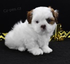 Prod�m kr�sn� �t��ata SHIH TZU