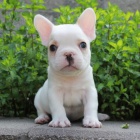 b�ov�, �ern�, modr�, b�l� �t��ata francouzsk�ho buldoka na prodej.