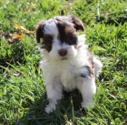 Havansk� �t�n�