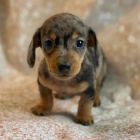 �t��ata jezev��k� na prodej..