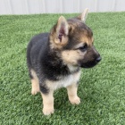 Prod�m �t��ata n�meck�ho ov��ka