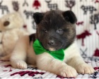 �t��ata Akita Inu jsou p�ipravena na nov� �t���tka.