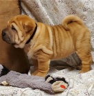 �t��ata Shar-Pei jsou p�ipravena na nov� �t��ata.