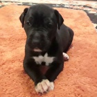 Prod�m �t��ata n�meck� dogy.