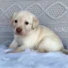 �t��ata labradora na prodej.