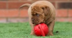 Prod�m kr�sn� �t���tka dogue de bordeaux.