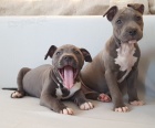 2 Americk�  Blue pitbulteri�r pro nov� domy