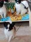 mini papillon �t��ata k adopci