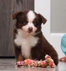 �t��ata Miniaturn� americk�ho ov��ka