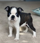 Bostonsk� teri�r �t��ata