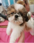 kr�sn� �t��ata shihtzu