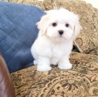 �t��ata maltsk� k dispozici