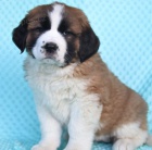 �t��ata svat�ho Bernarda k dispozici