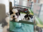 Okouzluj�c� d�ti Shih Tzu