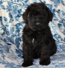 �t��ata Kerry Blue Terrier k dispozici