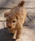 �t��ata Lakeland Terrier k dispozici