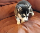 Sibi�sk� husky jsou p�ipraveny k adopci.