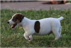 Jack Russell jsou p�ipraveni k adopci.