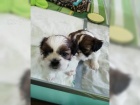 Okouzluj�c� d�ti Shih Tzu