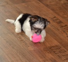 b�l� Jork��rsk� teri�r hledat �t��ata nov�ch domov� k adopci.