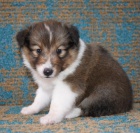 �t���tka �eltie na prodej