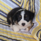 �t��ata australsk�ho ov��ka pes a fena.