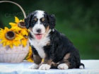 Prod�m kr�sn� �t���tka Bernedoodle.