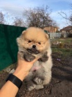 Pomeranian �t��ata na prodej.