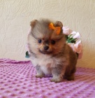 Hygienicky vy�kolen� miniaturn� �t���tka pomeranian na prodej.