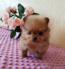 Hygienicky vy�kolen� miniaturn� �t���tka pomeranian na prodej.