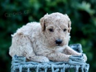 �t��ata Goldendoodle na prodej.
