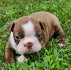 Prod�m �t��ata hn�d�ho bostonsk�ho teri�ra