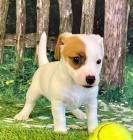 Prod�m �t��ata mini jack russell teri�ra.