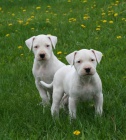Prod�m �t���tka sweet dogo argentino