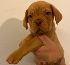 Dogue de Bordeaux �t��ata �t��ata na prodej.