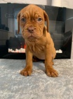 Dogue de Bordeaux �t��ata