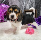 T��barevn� �t��ata Beagle