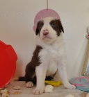 Prod�m �t��ata border kolie