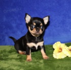 �t��ata �ivavy na prodej.