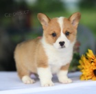 Prod�m kr�sn� �t��ata Welsh Corgi Pembroke.