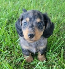 na prodej zdrav� �t��ata jezev��ka