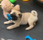 kr�sn� �t��ata Mops